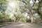 Historic Bonaventure cemetery in Savannah , Georgia