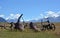 Historic Farm Equipment at Mesopotamia Station New Zealand