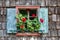 Historic farmhouse window with red geraniums.