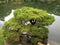 A historic Japanese garden in the city of Hiroshima, Shukkeien Garden