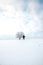 Historic landmark tree covered in snow and a clean untouched snowfield with the footprints of the explorer. Minimalism in nature.