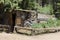 Historic Log Cabin Made of Fallen Tree