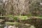 Historic Magnolia Plantation and Gardens in Charleston, South Carolina. Nature Landscape