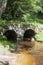 The historic medieval stone Pont de Poupee in the forests near Valliere, Creuse, Nouvelle-Aquitaine, France, a Gallo-Roman bridge