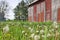 Historic old farm with dandelion seeds blowing in the wind and f