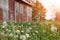 Historic old farmhouse and rustic faded barn with dandelion seed