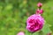 Historic pink rose called Louis Odier against bokeh green background