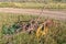 Historic plow at Matjiesfontein near Nieuwoudtville