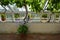 Historic restored Greenhouse interior with Agapanthus and Grape Vines and open windows .