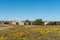 Historic ruins between wildflowers at Groenrivier near Nieuwoudtville