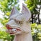 Historic stone statue of a fox in Japanese, kitsune