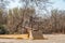 Historic suspension bridge over part of Vaal River in Parys