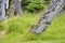 Historic Totem Poles, Skedans, Haida Gwaii