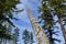 Historic Totem Poles, Skedans, Haida Gwaii