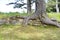 Historic Totem Poles, Skedans, Haida Gwaii