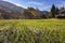 Historic Village of Ogimachi in Shirakawa-gÅ, UNESCO World Heritage Site, Japan.