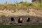 Historic wall in Romania with vegetation grown on it with three smiley holes