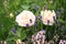 Historic white rose with thyme and lavender