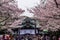 Historic Yasukuni shrine surrounded by pink cherry blossoms during spring time in Tokyo, Japan