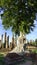 Historical Park Wat Mahathat temple antique tree landacpe