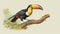 Historical Style Illustration Of Toucan Perched On Branch