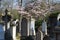 Historical tombstones, monuments and religious symbols with springtime magnolia flowers