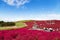 HITACHI SEASIDE PARK, IBARAKI, JAPAN - November 20, 2020 - tourists enjoying beautiful view of kochia plant hill in autumn season