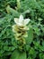 Hitchenia caulina, Chavar plant.