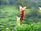 Hitchenia Caulina, a species of flower found in Kaas Plateau