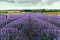 Hitchin lavender farm and visitors hand picking straight from the field.