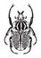 Hite illustration of a Goliath Beetle.