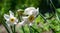 Hite Poets Narcissus flower Narcissus poeticus, daffodil, pheasant`s eye against green bokeh background