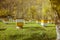 Hives in an apiary with bees