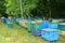 Hives in an apiary with bees. Honey bees farming colony - beekeeping photo. Save the bees from extinction of honey bees