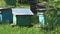 Hives with bees stand in a green meadow.