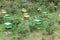 Hives on a green meadow