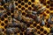 Hives and Harmony: A Beekeeper\\\'s Artistic Sanctuary