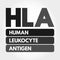 HLA - Human Leukocyte Antigen acronym
