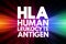 HLA - Human Leukocyte Antigen acronym, medical concept background