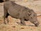 Hluhluwe imfolozi park South Africa Warthog