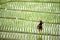 Hmong tribal Woman in black native dress with basket standing on ridge