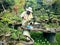 Ho Chi Minh City, Vietnam - February 11, 2019: Vietnamese gardener caring for bonsai trees at Saigon Zoo and Botanical Gardens.