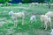 An Hoa Sheep Field Phan Rang Viet Nam