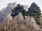 Hoar-covered trees in winter, green spruces