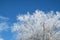 Hoar frost on branches of a tree