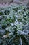 Hoar frost on cauliflower plant
