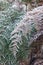 Hoar frost covered bracken leaves with copy space