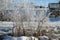 Hoar frost in a forest, frosted bushes