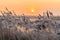 Hoar frost on reed in a winter landscape at sunset