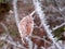 Hoar frost of a twig and leaf